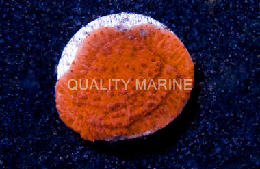 Encrusting Red :: 52658