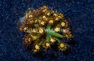 Flower Pot, Green/Yellow Hornet :: 21220