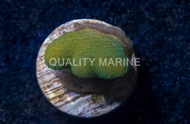 Porites, Green Branching :: 25557