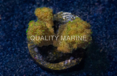 Cauliflower, Green :: 34412