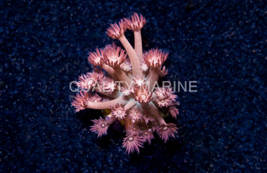 Flower Pot, Green Base w/Pink Polyps "Watermelon" :: 57719