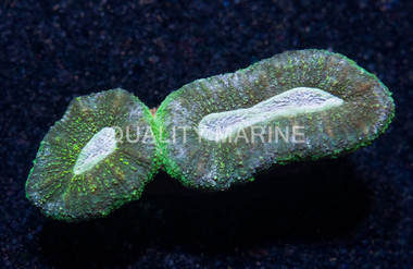 Brain Open Green w/ Teal Center :: 89523