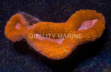 Brain Open Red w/Pink Center :: 41997