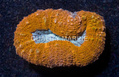 Brain Open Orange Rim w/Teal Center :: 82198