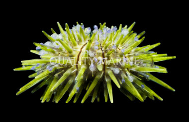 Green Pincushion Urchin :: 59532