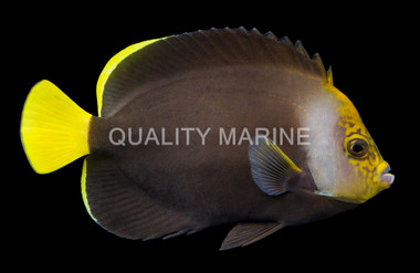 Black Phantom :: 75158