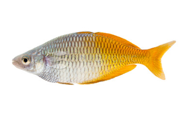 Boesemani 'Utter' Rainbowfish :: 26941