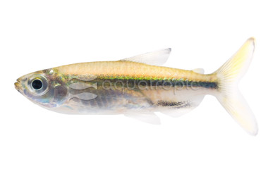 African Copper Ribbon Tetra :: 57425
