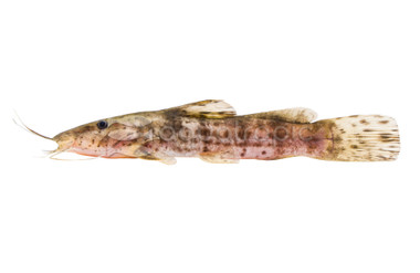 Nigerian Flathead :: 58575