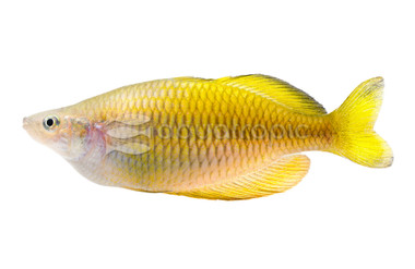 Boesemani 'Serasai' Rainbowfish :: 97688
