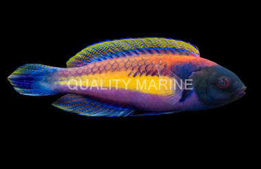 Randall's Fairy Wrasse, Male :: 10546
