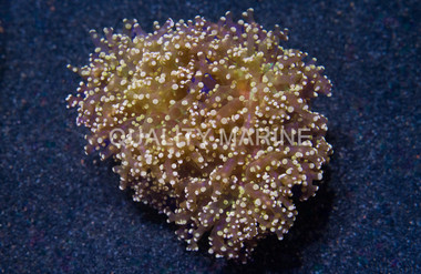 Octopus Branch Green w/Orange Tip :: 82789