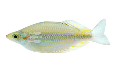 Goldie River 'Kafiamke' :: 24474