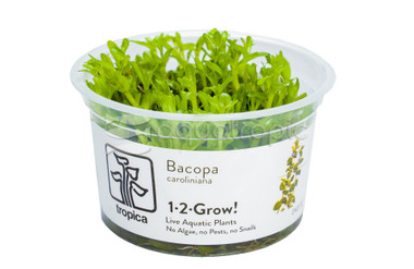 Bacopa caroliniana :: 39066