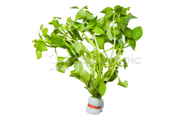 Ludwigia palustris Green :: 19076