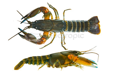 Papaua Blue Tip Orange Zebra Lobster :: 66828