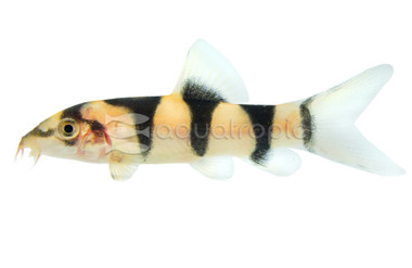 Hybrid Clown X Yo-Yo Loach :: 92878