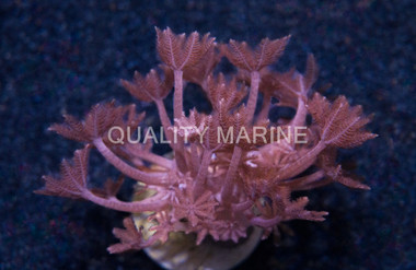 Xenia, True Pulsing, QM Labs :: 46968