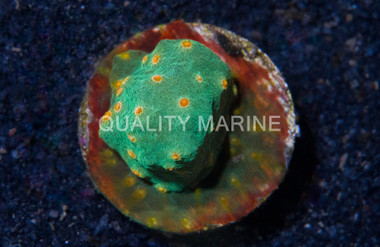 Cyphastrea Green w/Red Polyp (Jingle Bells) :: 88038