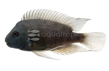 Poor Man's Tropheus :: 29169