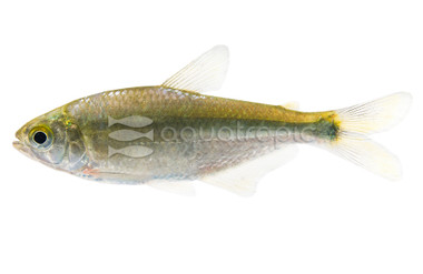 Longjaw Tetra :: 66955