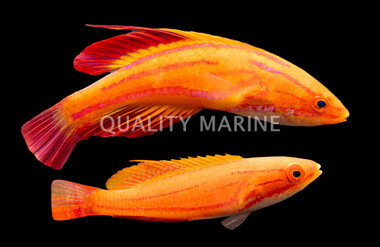 Flasher, Redtail Pair :: 25397