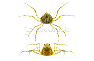 Thai Micro Crab :: 41888