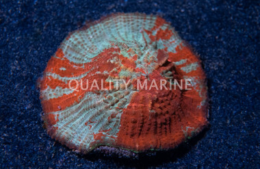 Vitiensis, Ultra  "Australomussa" :: 81231