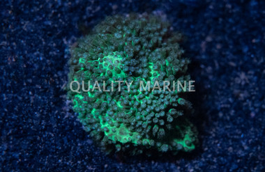 Stylocoeniella, Green :: 34746