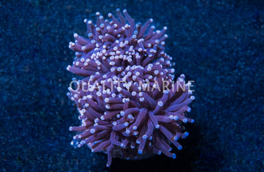 Torch, Black Tentacles w/Purple Tip :: 34769