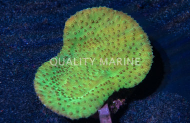 Cup Small Polyp Green :: 85714