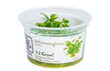 Schismatoglottis prietoi Tissue Culture Plant :: 14786