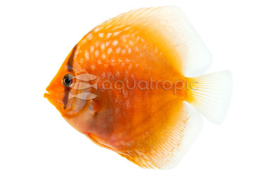 German Turquoise Discus :: 91048