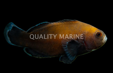 Ocellaris, Darwin Midnight, QM Labs :: 39901