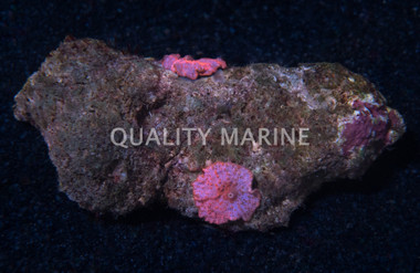 Mushroom Aussie Red :: 10309