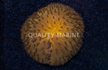 Plate Orange Dome :: 20435