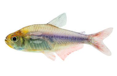 Red-Blue Peru Tetra :: 25129