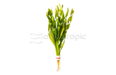 Vallisneria asiatica - Short Tape Grass (rooted) :: 64688