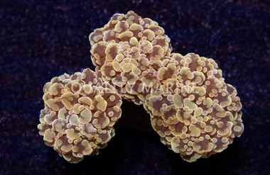 Frogspawn Branching, Orange Tip :: 28963