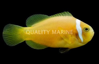 Skunk Rose, True, QM Labs :: 90707