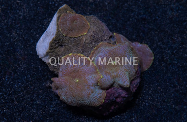 Mushroom, Solomon's Blue :: 22167