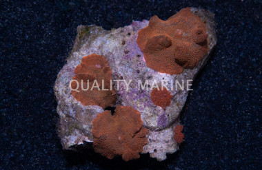 Mushroom, Solomon's Red Spotted :: 25937