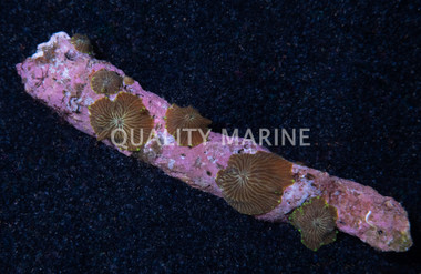 Mushroom, Solomon's Green Stripe :: 72311