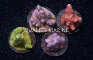 Acropora Solomon Island :: 53392