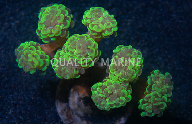 Hammer Branch Neon Green Splatter :: 90916