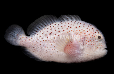 Gumdrop * Venomous * :: 18523