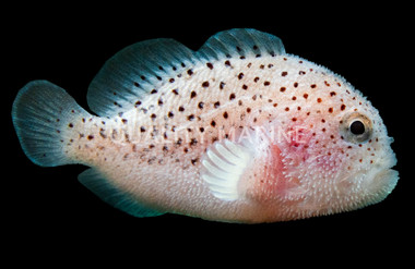 Gumdrop * Venomous * :: 18523