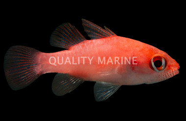 Red Stop Lite :: 13515