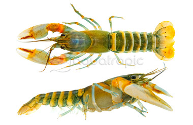 Papua White Tip Orange Lobster :: 89554