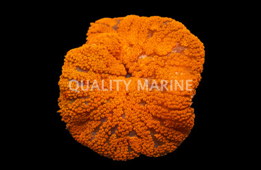 Super Red Mini-Carpet Anemone :: 50065